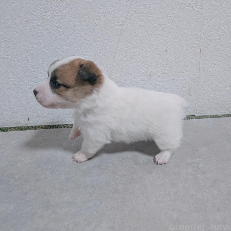 販売中の長崎県のジャックラッセルテリア-436454の7枚目