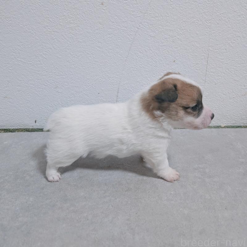 販売中の長崎県のジャックラッセルテリア-436454の6枚目