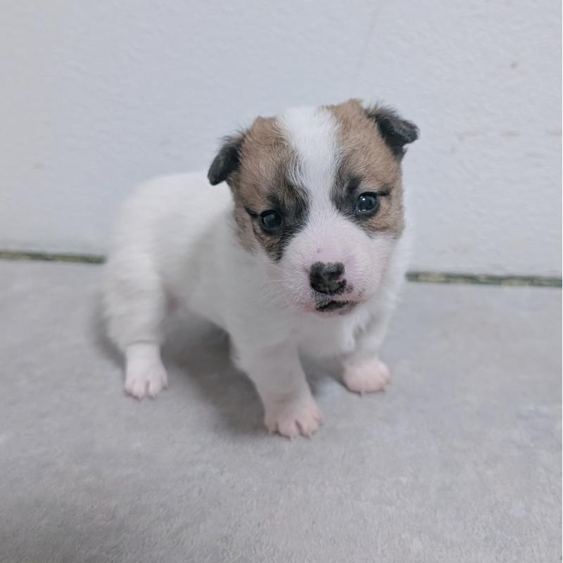 販売中の長崎県のジャックラッセルテリア-436454の5枚目