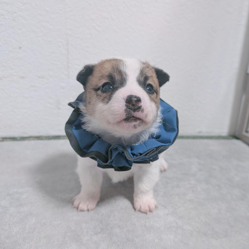 販売中の長崎県のジャックラッセルテリア-436454の4枚目