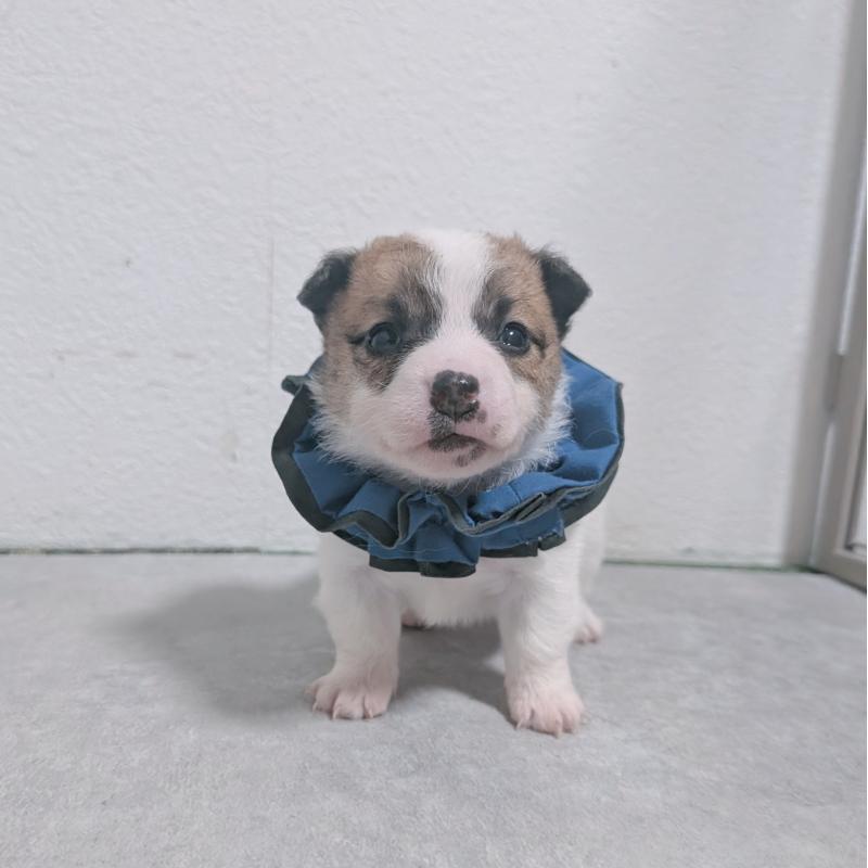 販売中の長崎県のジャックラッセルテリア-436454の3枚目