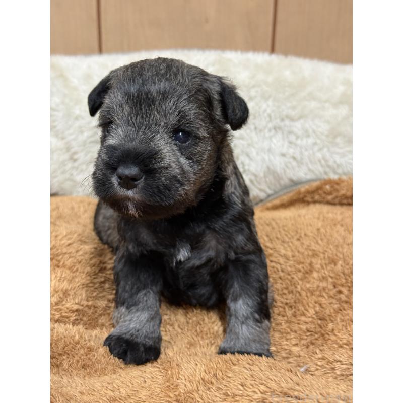 販売中の栃木県のミニチュアシュナウザー-436456の9枚目