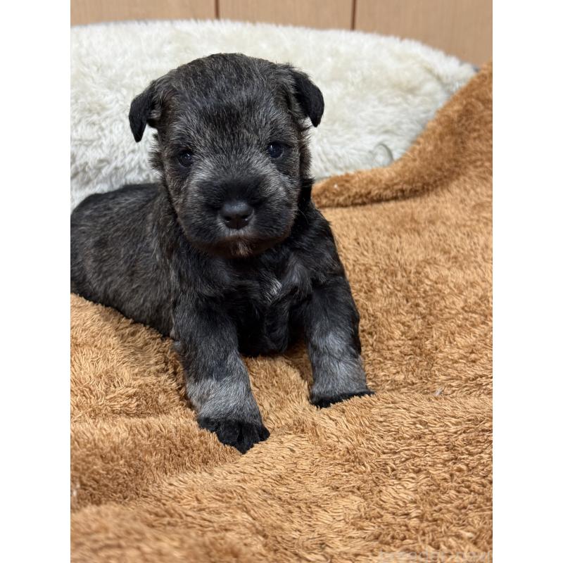 販売中の栃木県のミニチュアシュナウザー-436456の8枚目