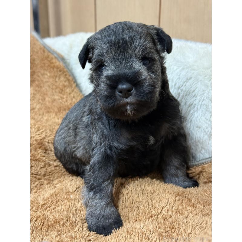 販売中の栃木県のミニチュアシュナウザー-436456の6枚目