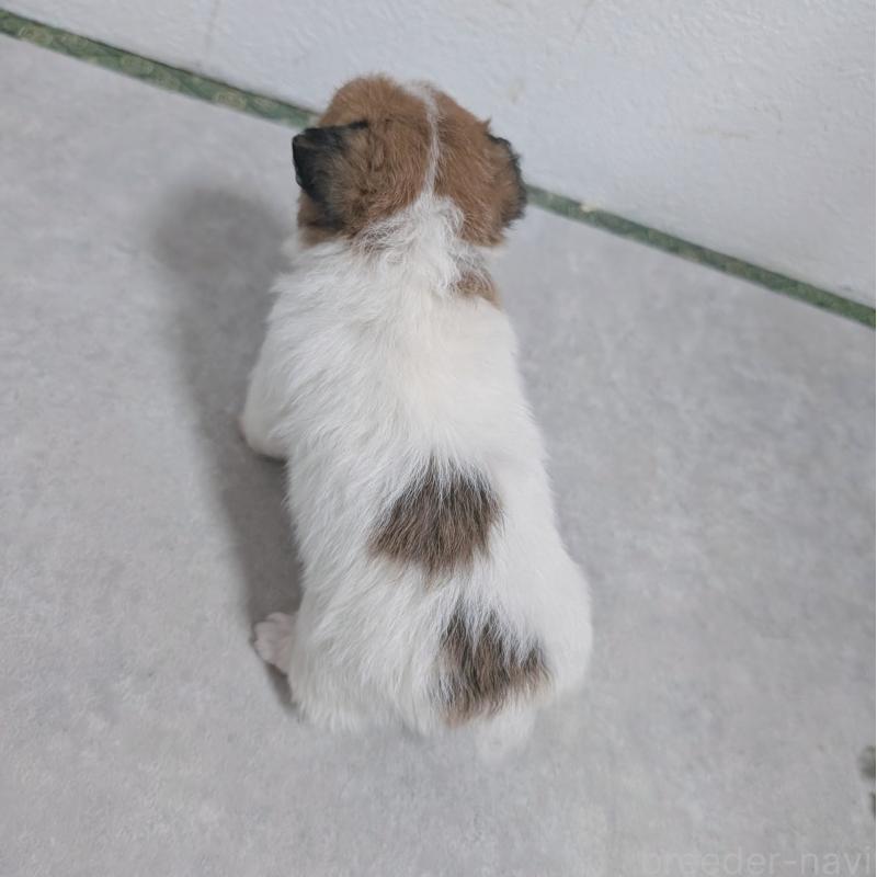 販売中の長崎県のジャックラッセルテリア-436455の7枚目