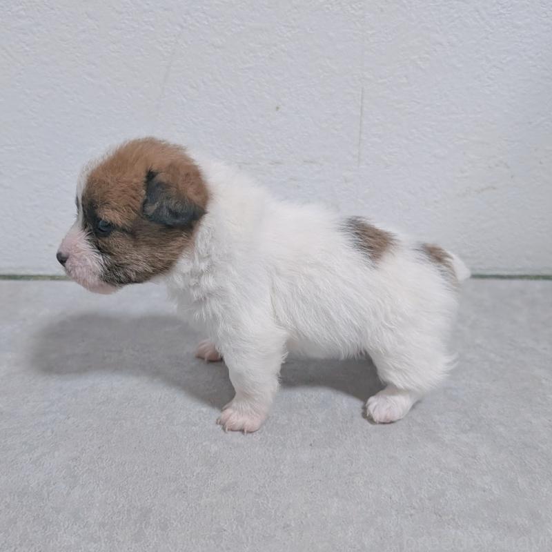 販売中の長崎県のジャックラッセルテリア-436455の6枚目