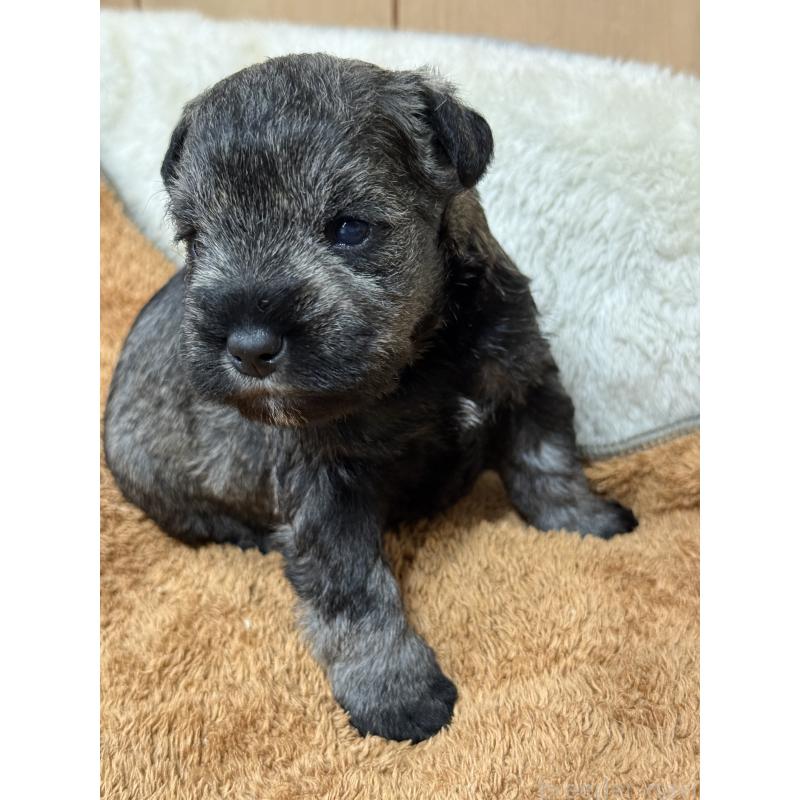 販売中の栃木県のミニチュアシュナウザー-436456の5枚目