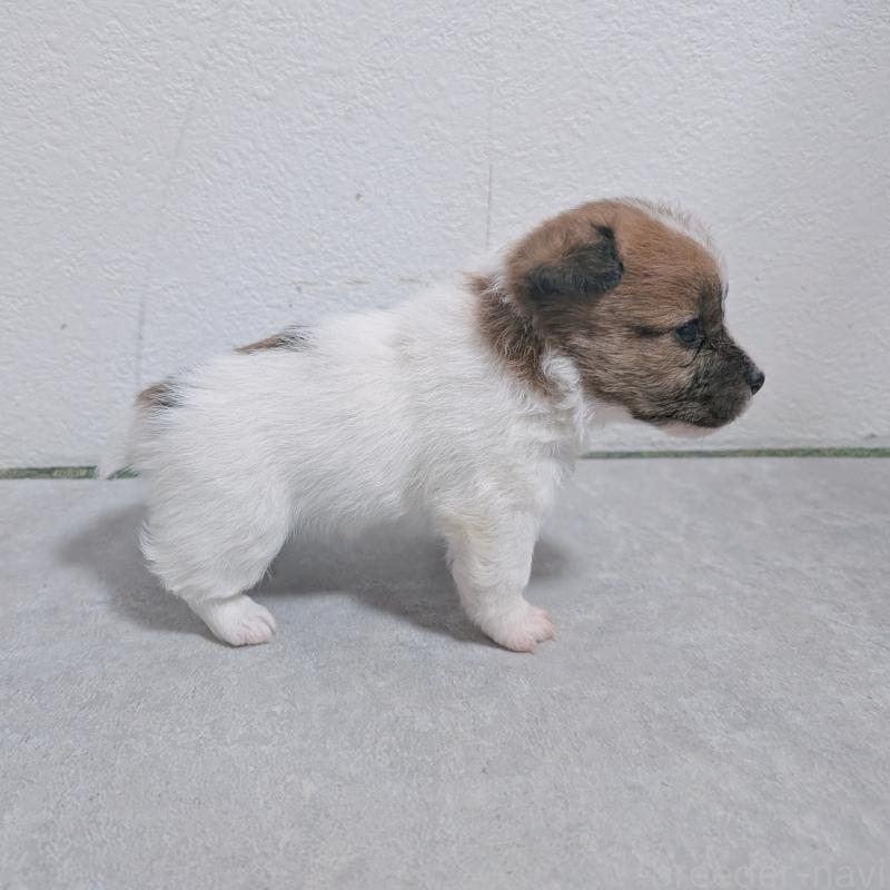 販売中の長崎県のジャックラッセルテリア-436455の5枚目