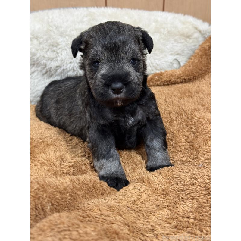 販売中の栃木県のミニチュアシュナウザー-436456の4枚目