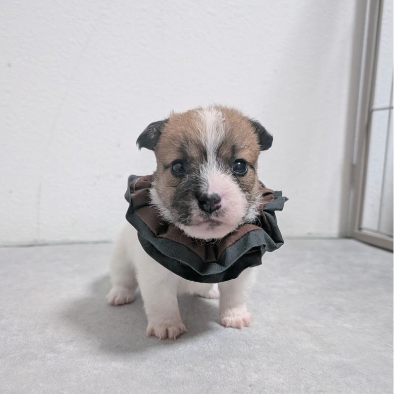 販売中の長崎県のジャックラッセルテリア-436455の3枚目