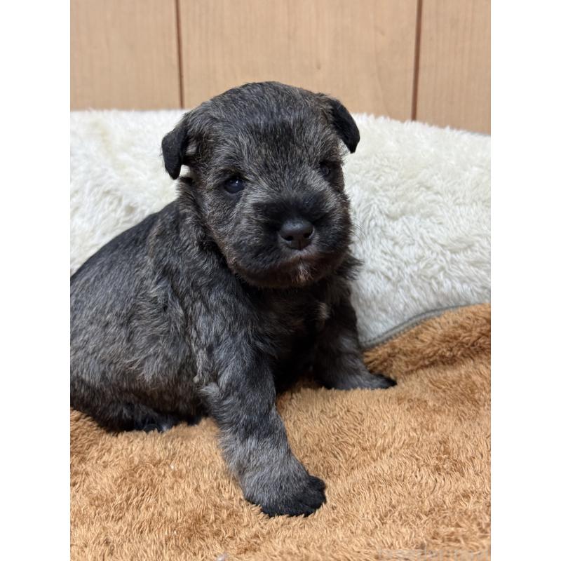 販売中の栃木県のミニチュアシュナウザー-436456の2枚目