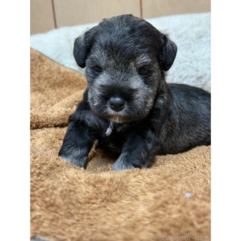 販売中の栃木県のミニチュアシュナウザー-436457の9枚目