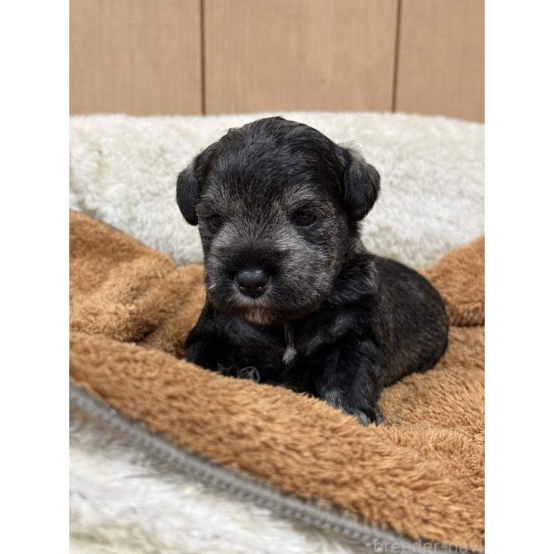 販売中の栃木県のミニチュアシュナウザー-436457の8枚目