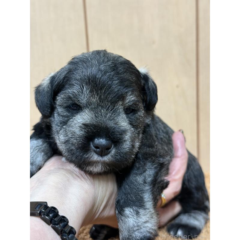 販売中の栃木県のミニチュアシュナウザー-436457の7枚目