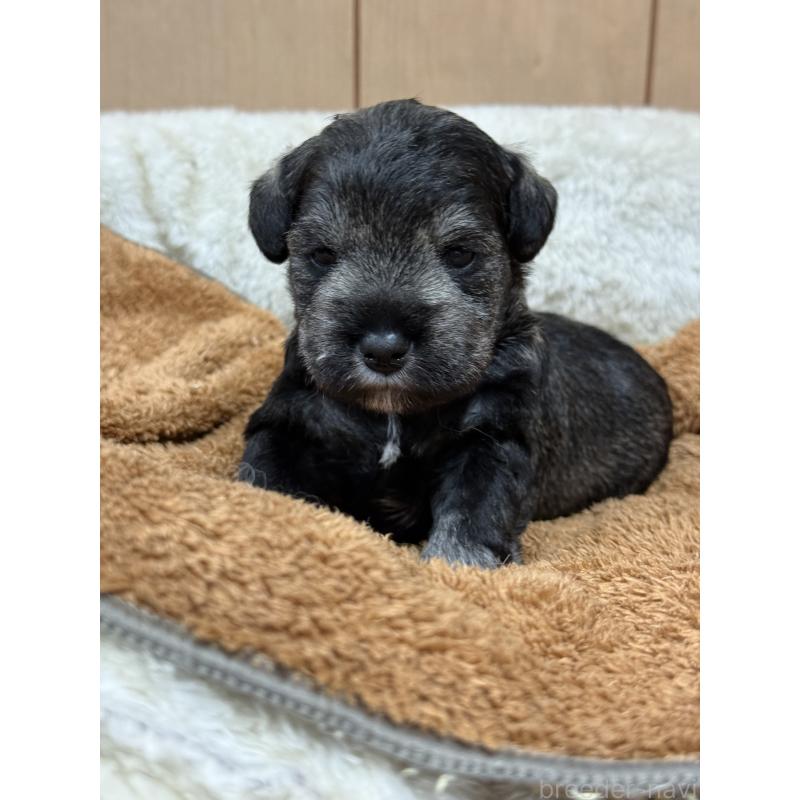 販売中の栃木県のミニチュアシュナウザー-436457の5枚目