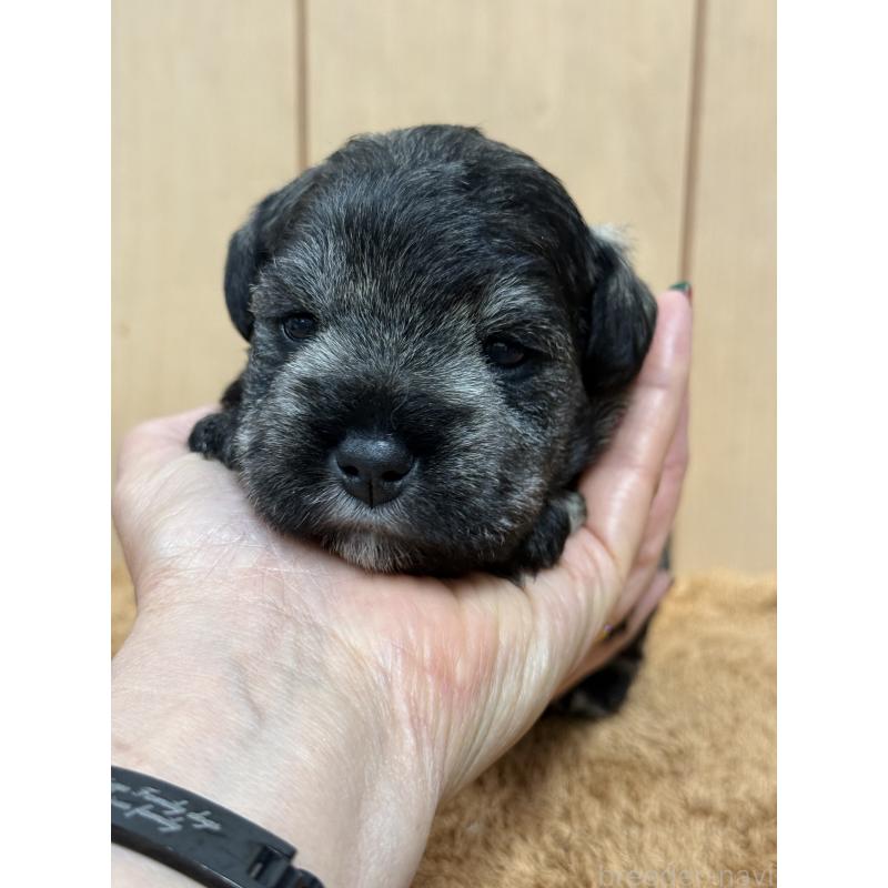 販売中の栃木県のミニチュアシュナウザー-436457の3枚目