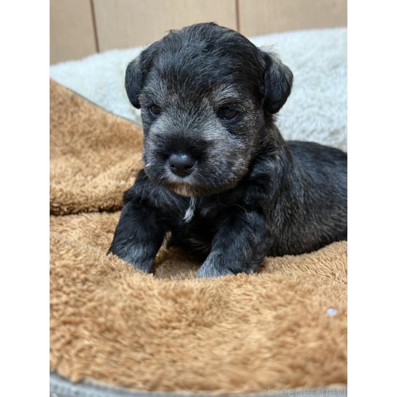 販売中の栃木県のミニチュアシュナウザー-436457の2枚目