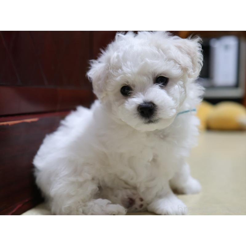 成約済の愛知県のビションフリーゼ-434954の11枚目