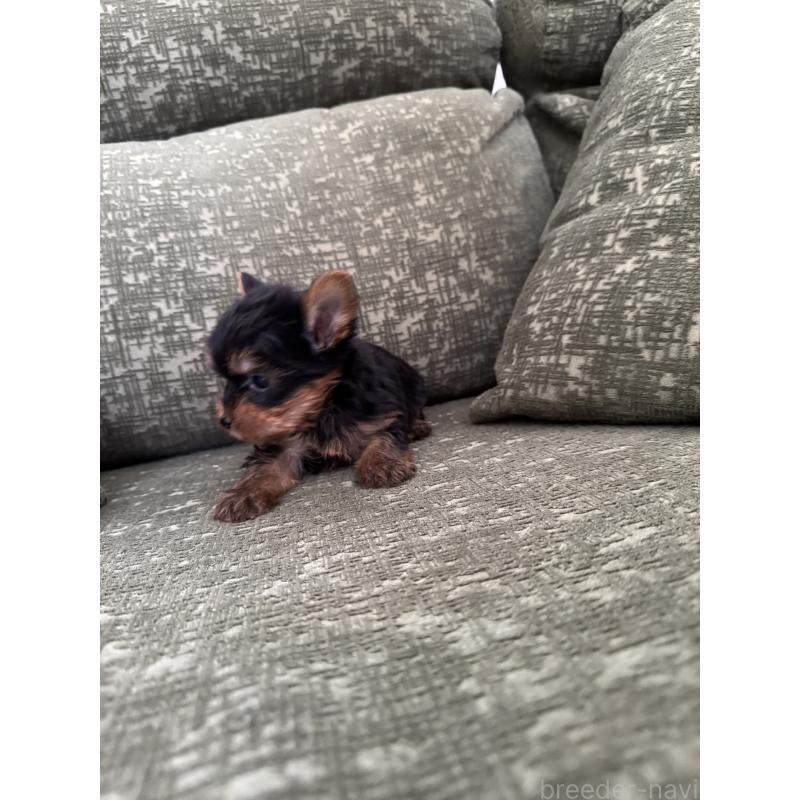 販売中の福岡県のヨークシャーテリア-436458の5枚目