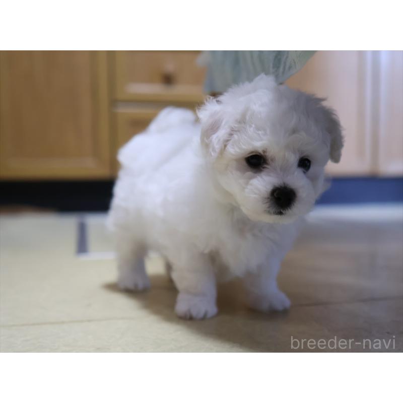 成約済の愛知県のビションフリーゼ-434954の10枚目