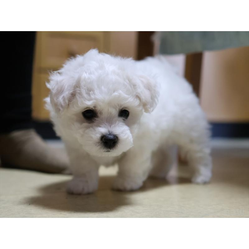 成約済の愛知県のビションフリーゼ-434954の9枚目