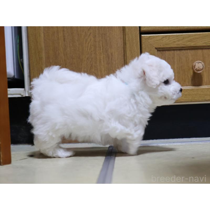 成約済の愛知県のビションフリーゼ-434954の8枚目