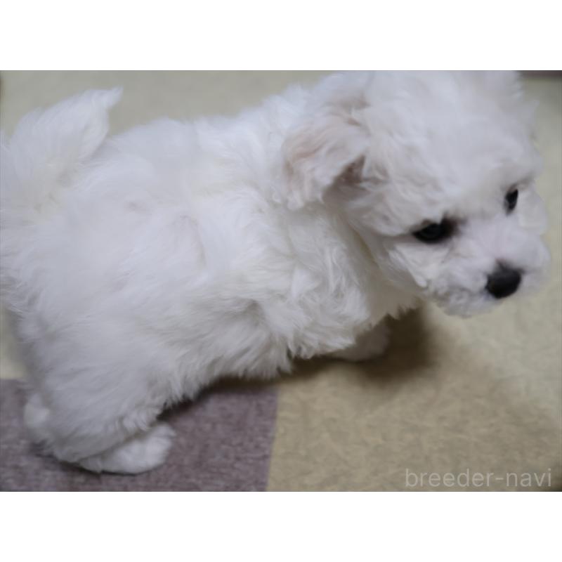 成約済の愛知県のビションフリーゼ-434954の7枚目