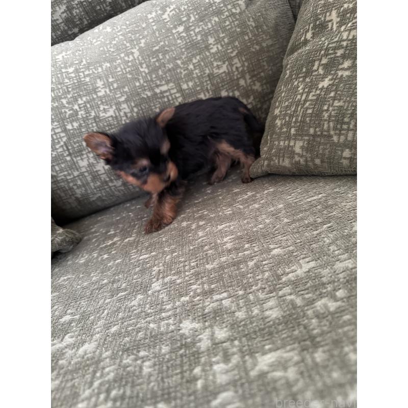 販売中の福岡県のヨークシャーテリア-436458の3枚目