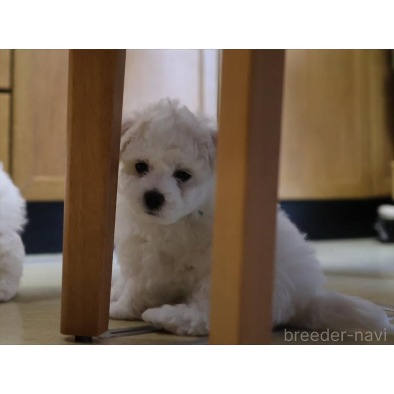 成約済の愛知県のビションフリーゼ-434954の6枚目