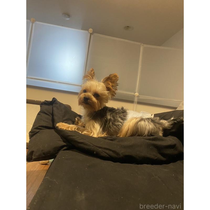 販売中の福岡県のヨークシャーテリア-436458の2枚目