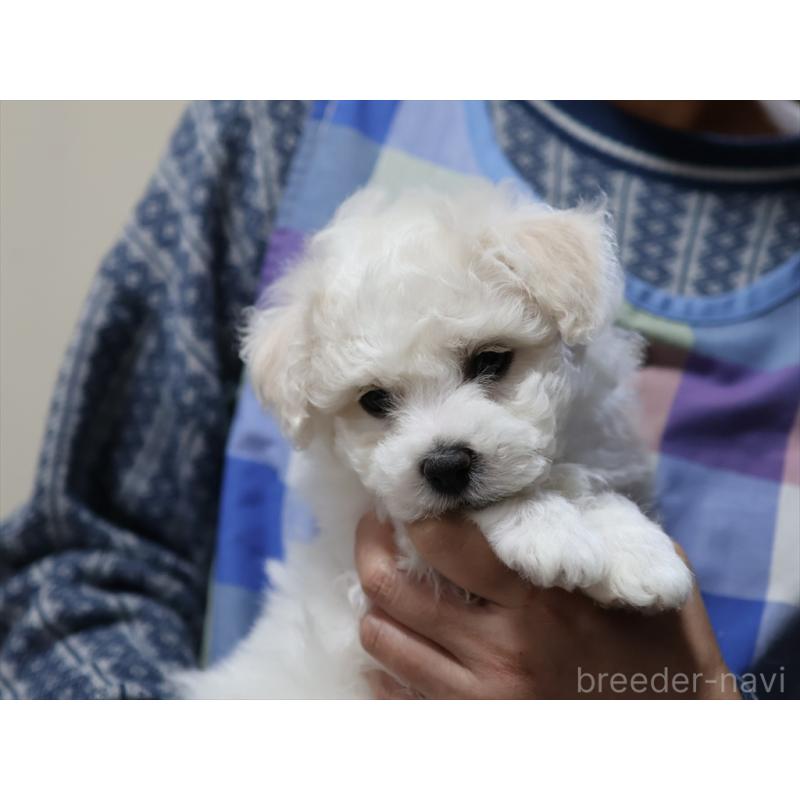 成約済の愛知県のビションフリーゼ-434954の5枚目