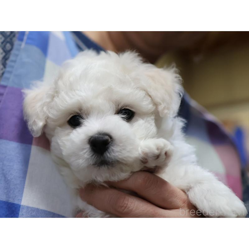 成約済の愛知県のビションフリーゼ-434954の3枚目