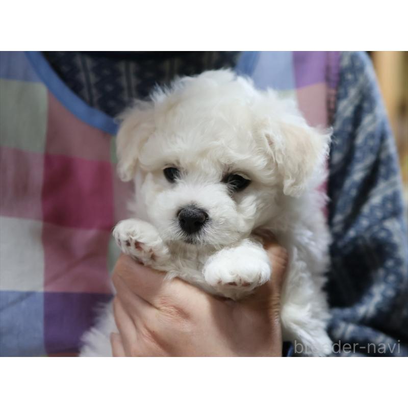 成約済の愛知県のビションフリーゼ-434954の2枚目