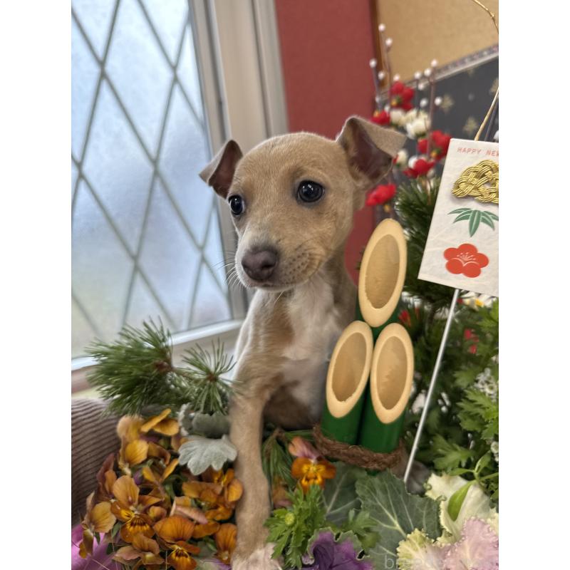 成約済の宮崎県のイタリアングレーハウンド(イタグレ)-433333の7枚目