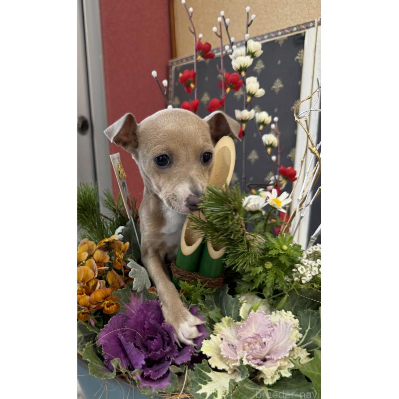 成約済の宮崎県のイタリアングレーハウンド(イタグレ)-433333の6枚目