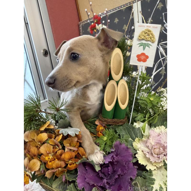 成約済の宮崎県のイタリアングレーハウンド(イタグレ)-433333の5枚目