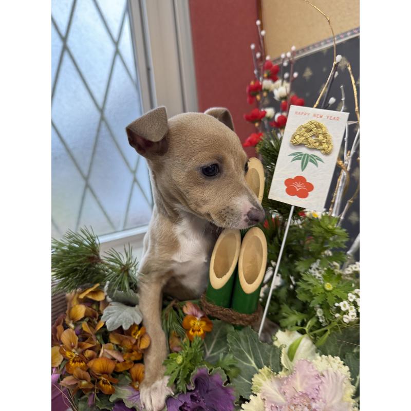 成約済の宮崎県のイタリアングレーハウンド(イタグレ)-433333の4枚目