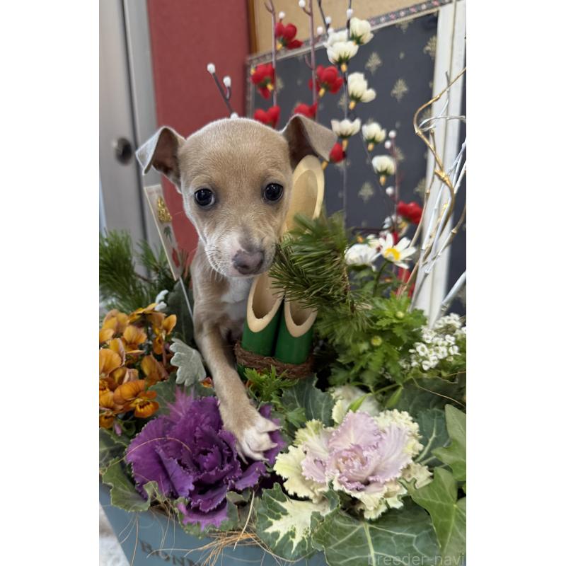 成約済の宮崎県のイタリアングレーハウンド(イタグレ)-433333の3枚目