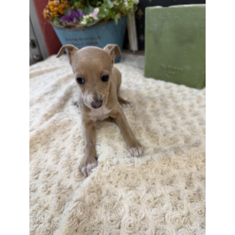 成約済の宮崎県のイタリアングレーハウンド(イタグレ)-433333の2枚目