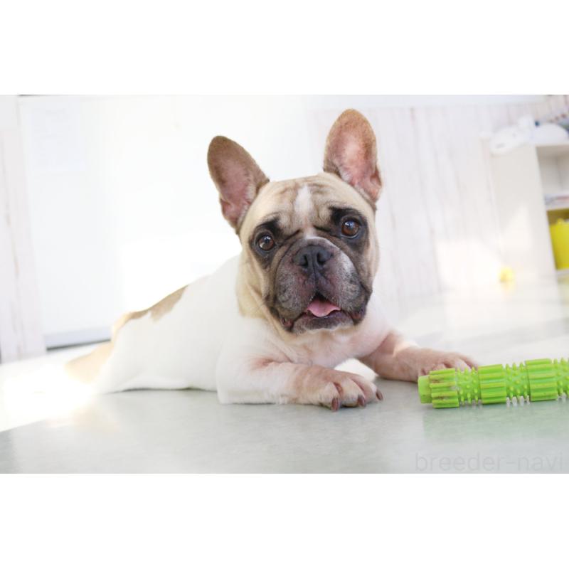 販売中の京都府のフレンチブルドッグ-436265の6枚目