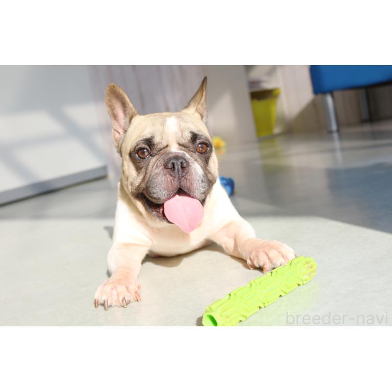 販売中の京都府のフレンチブルドッグ-436265の5枚目