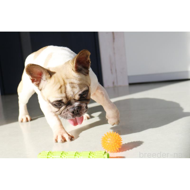 販売中の京都府のフレンチブルドッグ-436265の2枚目