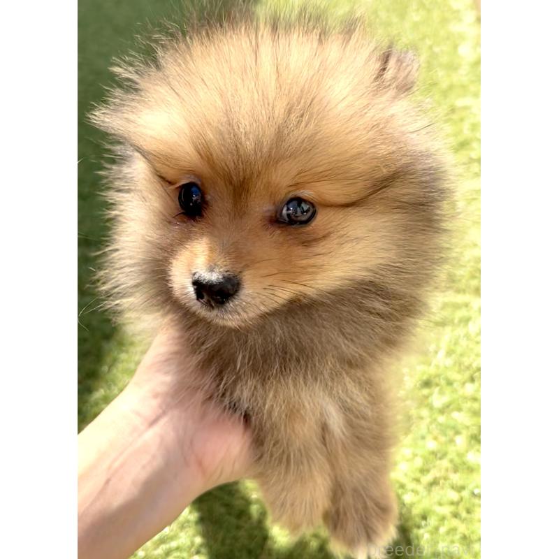 販売中の奈良県のポメラニアン-435748