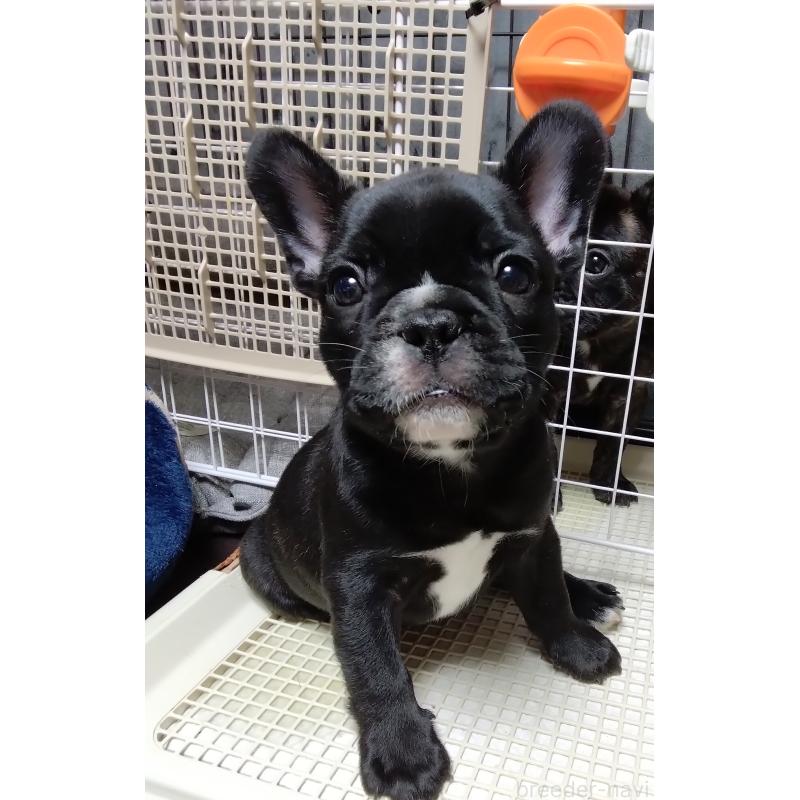 販売中の群馬県のフレンチブルドッグ-427636の5枚目