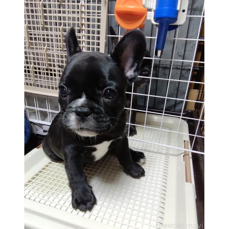 販売中の群馬県のフレンチブルドッグ-427636の4枚目