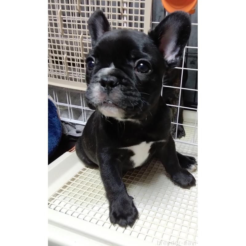 販売中の群馬県のフレンチブルドッグ-427636の3枚目