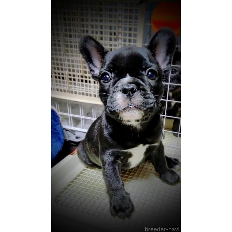販売中の群馬県のフレンチブルドッグ-427636の2枚目