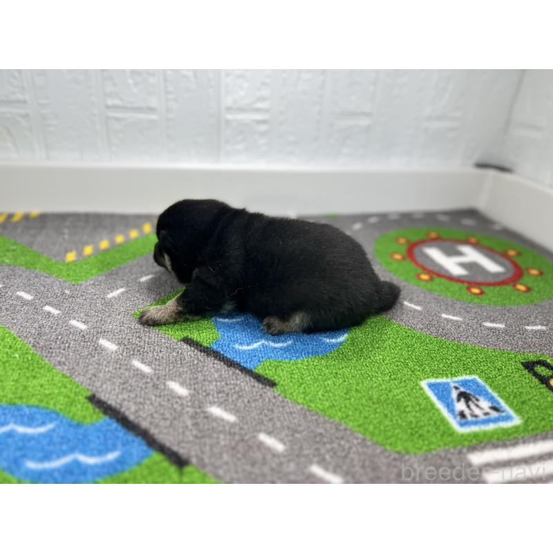 販売中の愛知県の豆柴-436266の6枚目