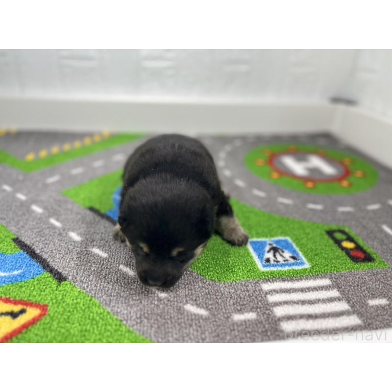 販売中の愛知県の豆柴-436266の5枚目