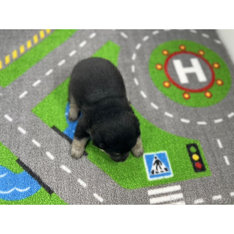 販売中の愛知県の豆柴-436266の4枚目